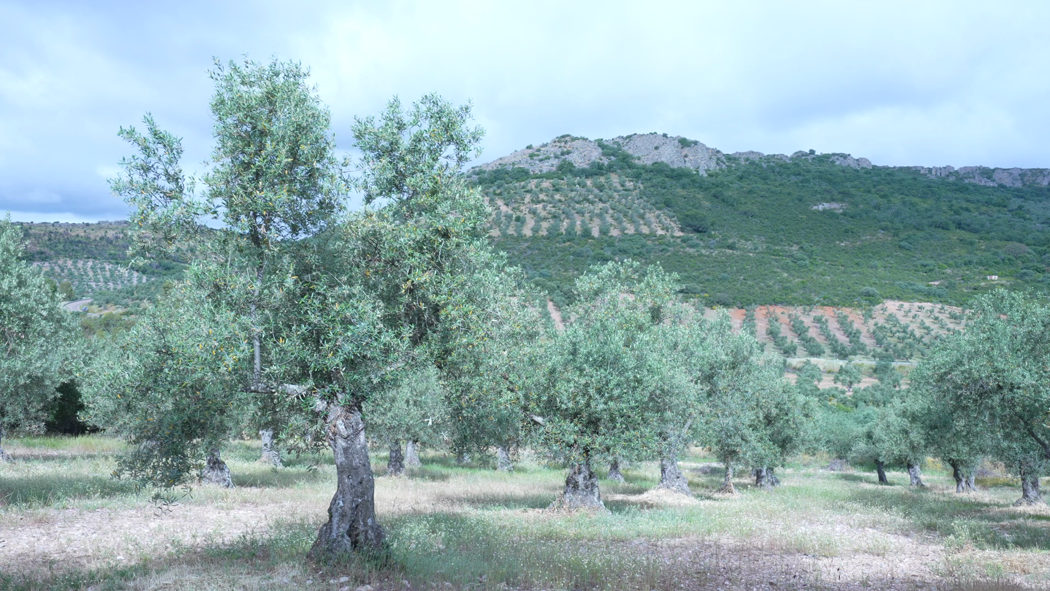 Monterrubio de la Serena Peñon Fontanica